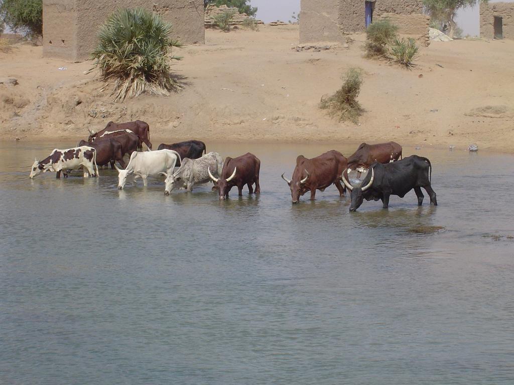Cattle come to the Niger daily to drink