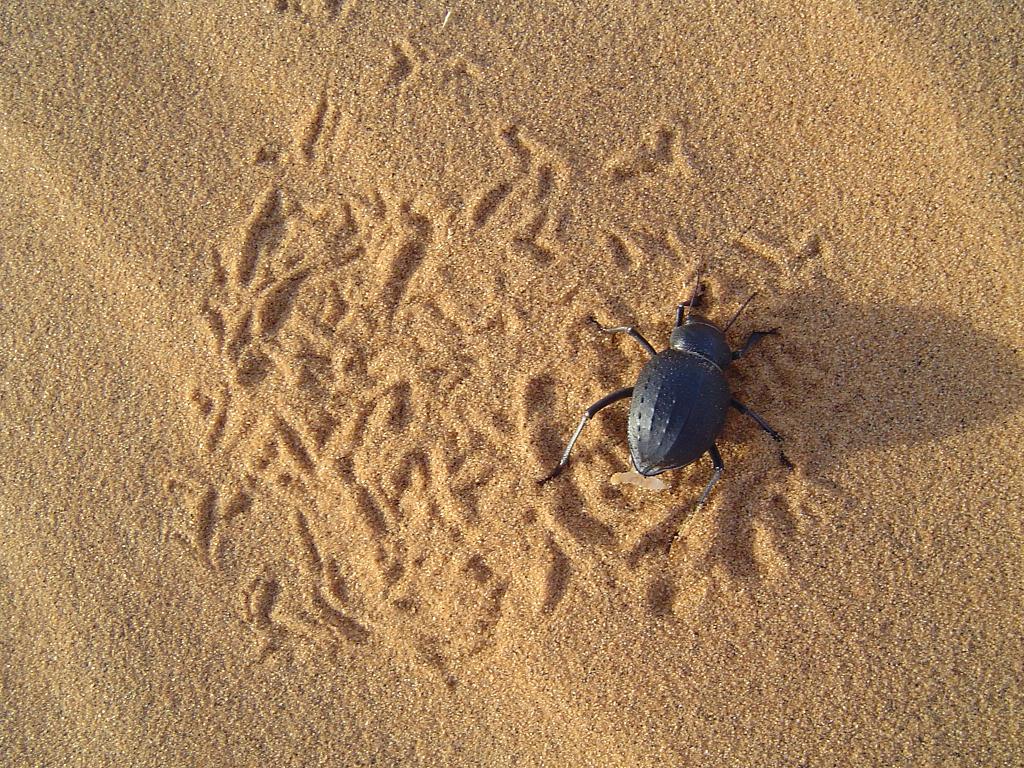 Scarab beetles call the Pink Dune home