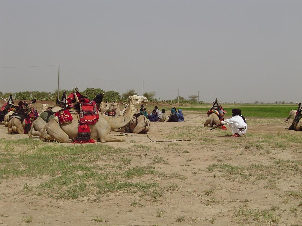Tuaregs and their camels
