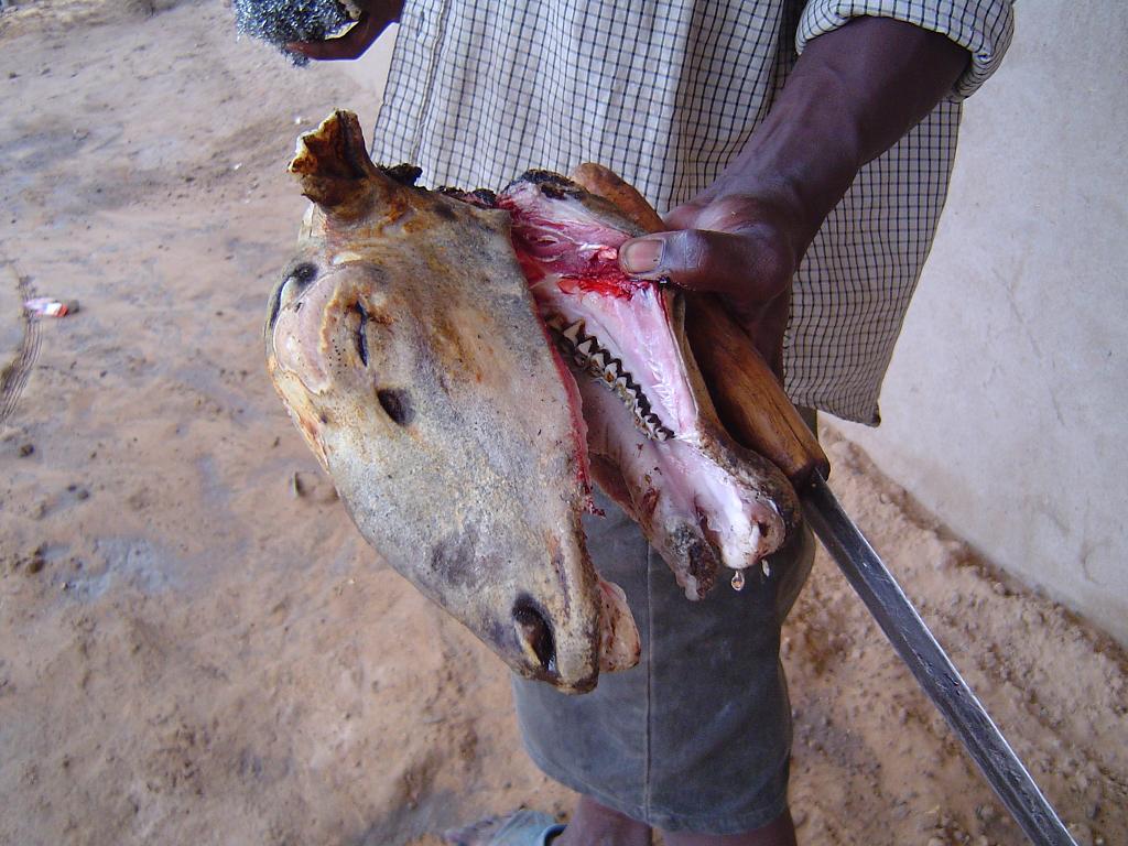 Smoked goat head at Dr. Wan Clause or Assihar for only 1500 CFA