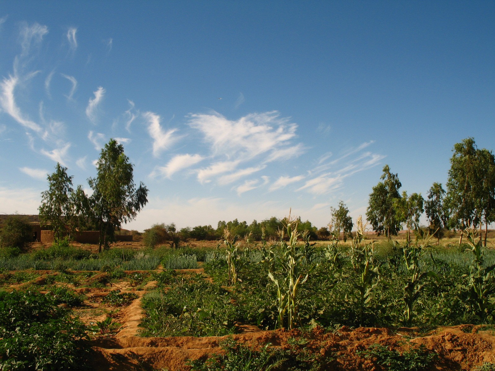 The market gardens at Tchintchinom�